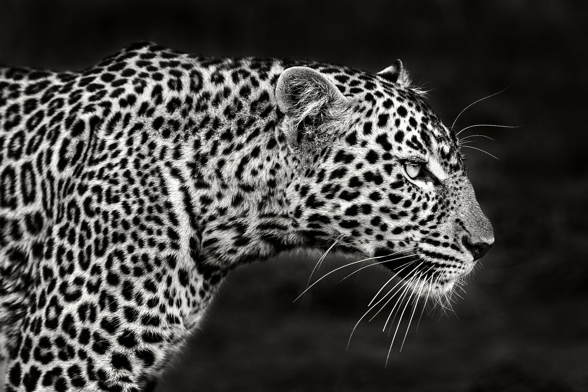 photo-wallpaper-leopard-close-up-x