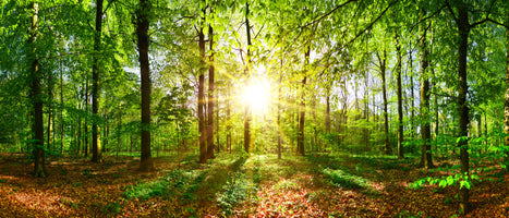 photo-wallpaper-beautiful-forest-in-spring-with-bright-sun-shining-through-the-trees
