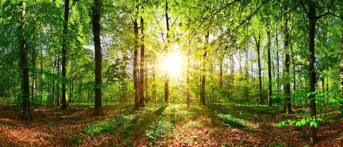 photo-wallpaper-beautiful-forest-in-spring-with-bright-sun-shining-through-the-trees
