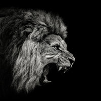 photo-wallpaper-roaring-lion-2-x