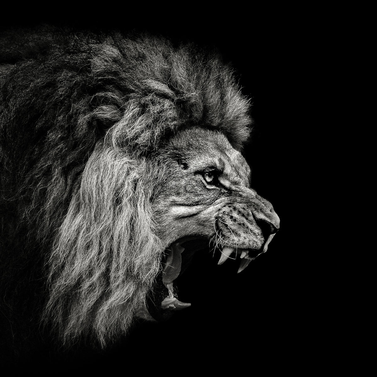 photo-wallpaper-roaring-lion-2-x