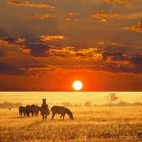 photo-wallpaper-seregenti-national-park