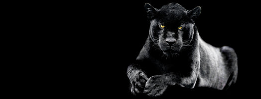 photo-wallpaper-jaguar-with-a-black-background