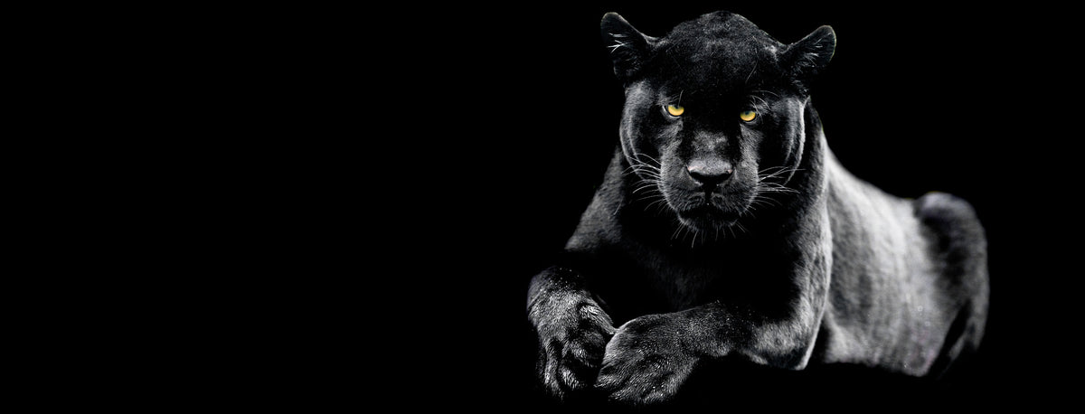 photo-wallpaper-jaguar-with-a-black-background