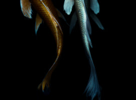 photo-wallpaper-graceful-koi-duo