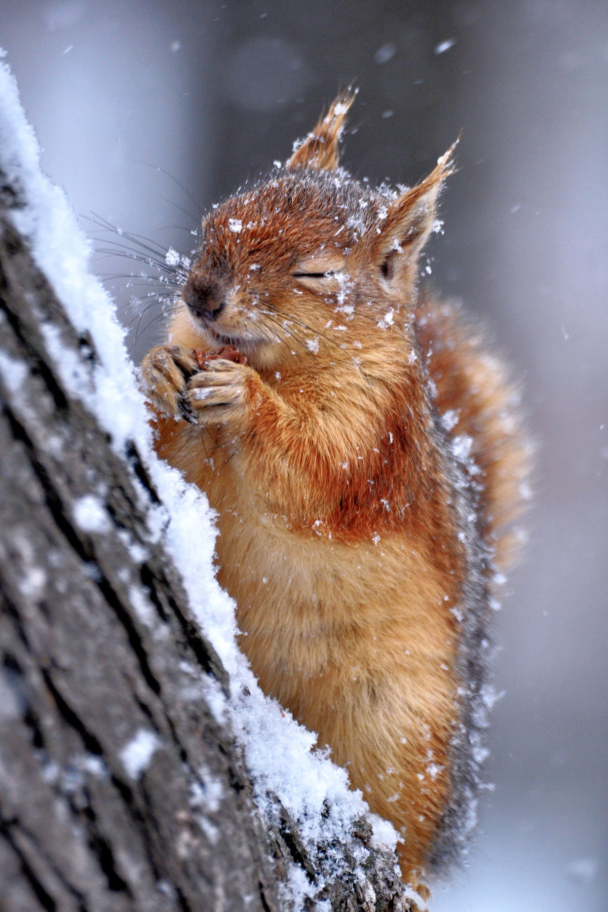 photo-wallpaper-winter-xwg