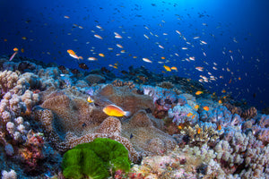 photo-wallpaper-anemon-and-anthias-x