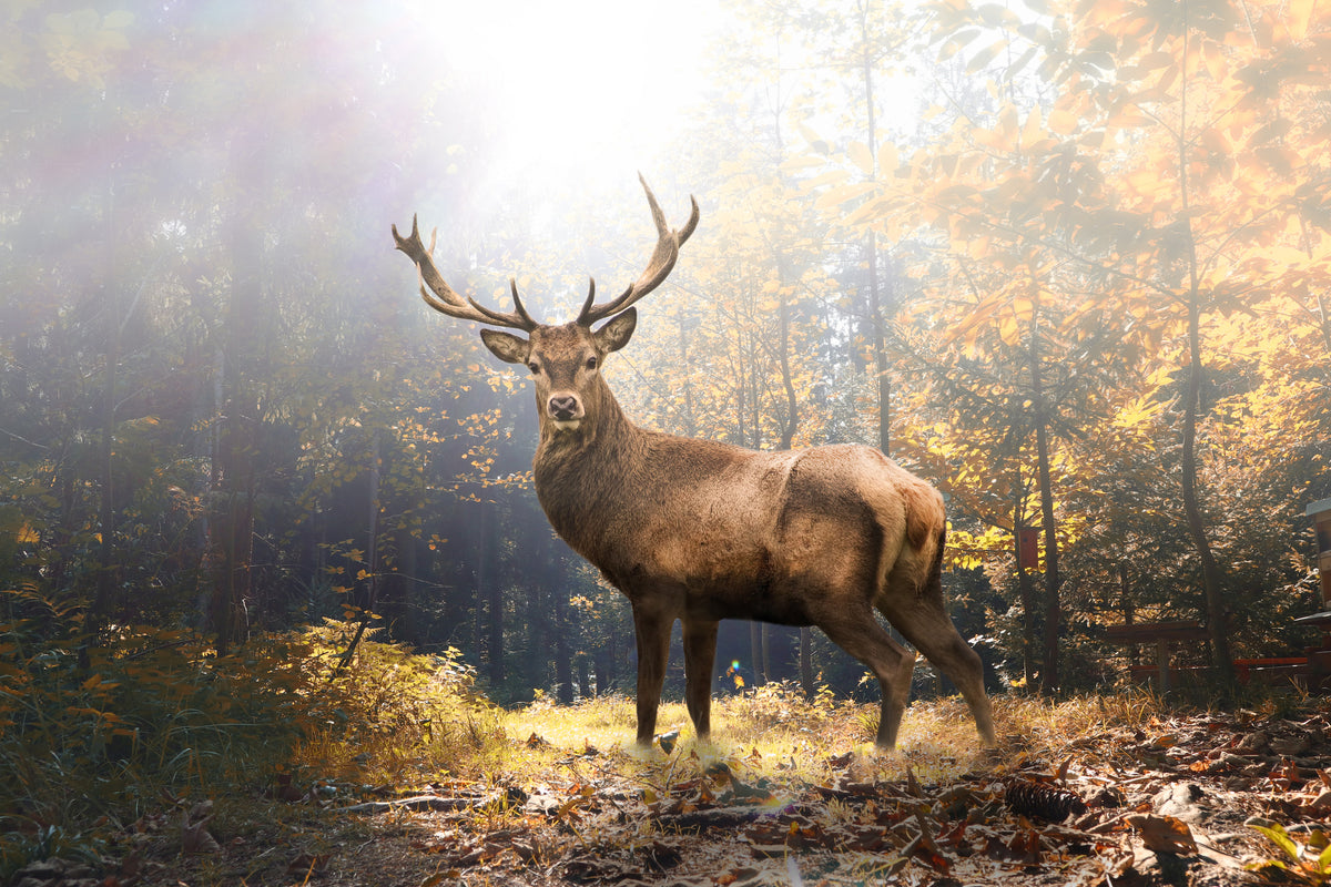 photo-wallpaper-proud-stag-in-the-autumn-forest