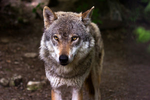 photo-wallpaper-the-evil-wolf