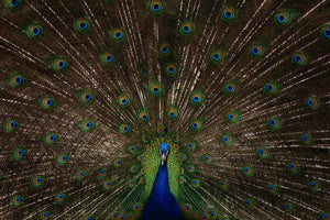 photo-wallpaper-majestic-peacock-display