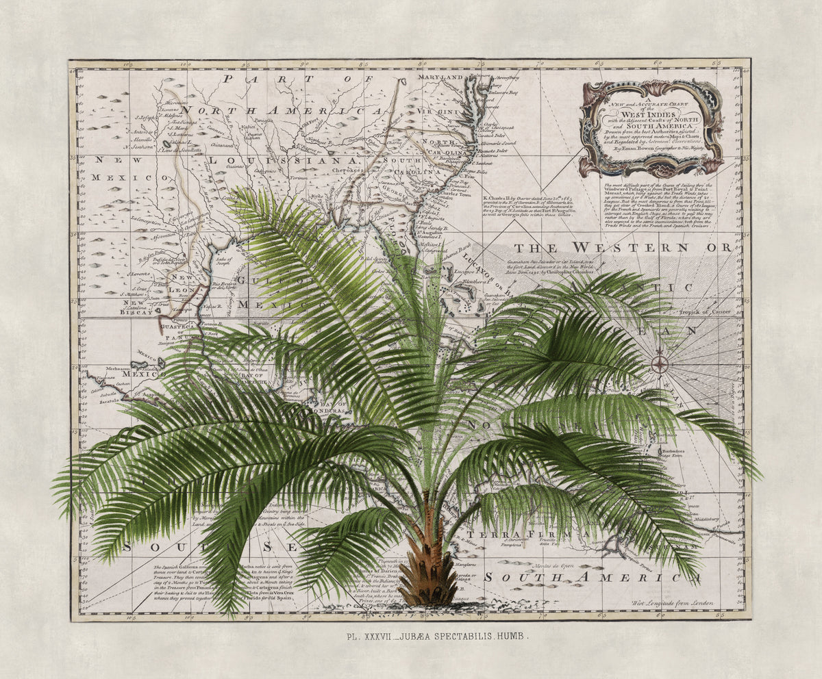 photo-wallpaper-vintage-map-palm-tree