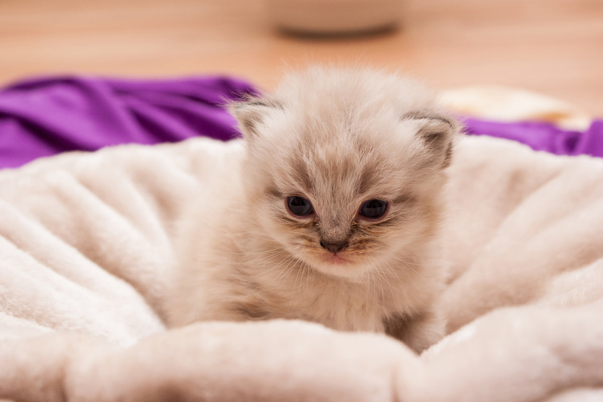 photo-wallpaper-kitten-to-fall-in-love