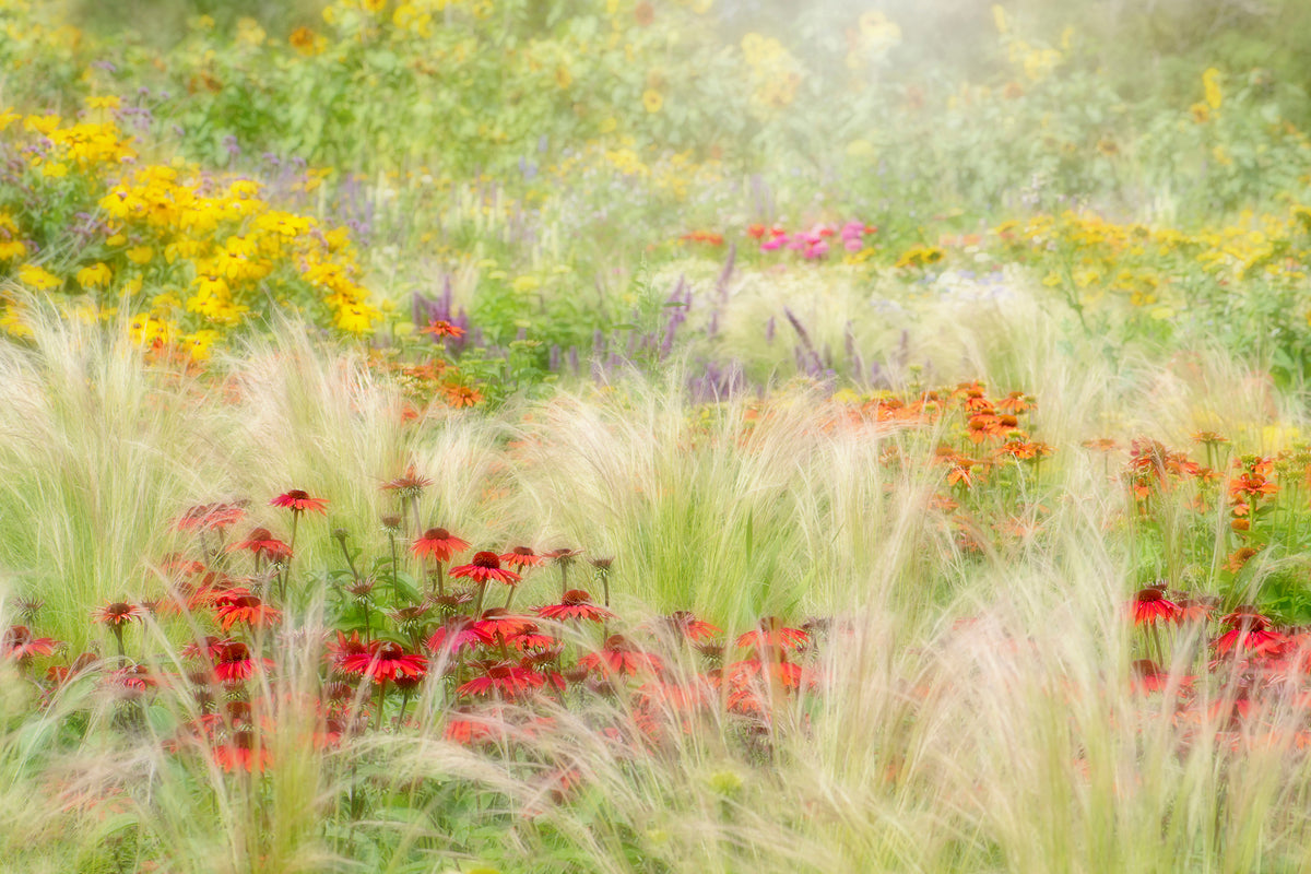photo-wallpaper-summer-reverie-x