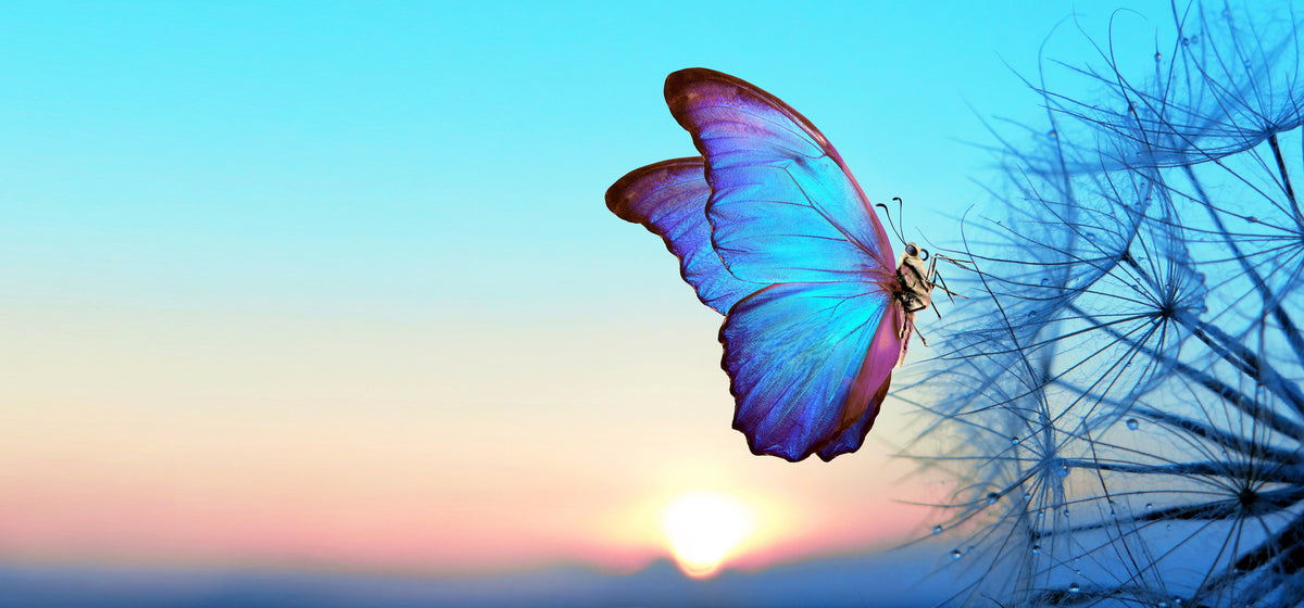 photo-wallpaper-blue-morpho-butterfly-on-a-dandelion-seed-head-at-sunrise