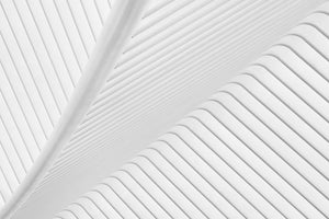 photo-wallpaper-canopy