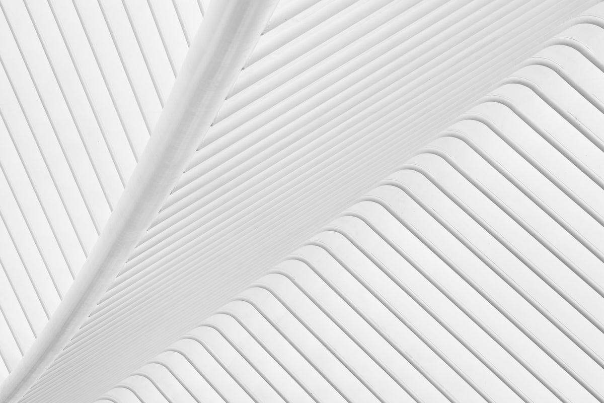 photo-wallpaper-canopy