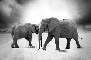 photo-wallpaper-2-elephants-sw