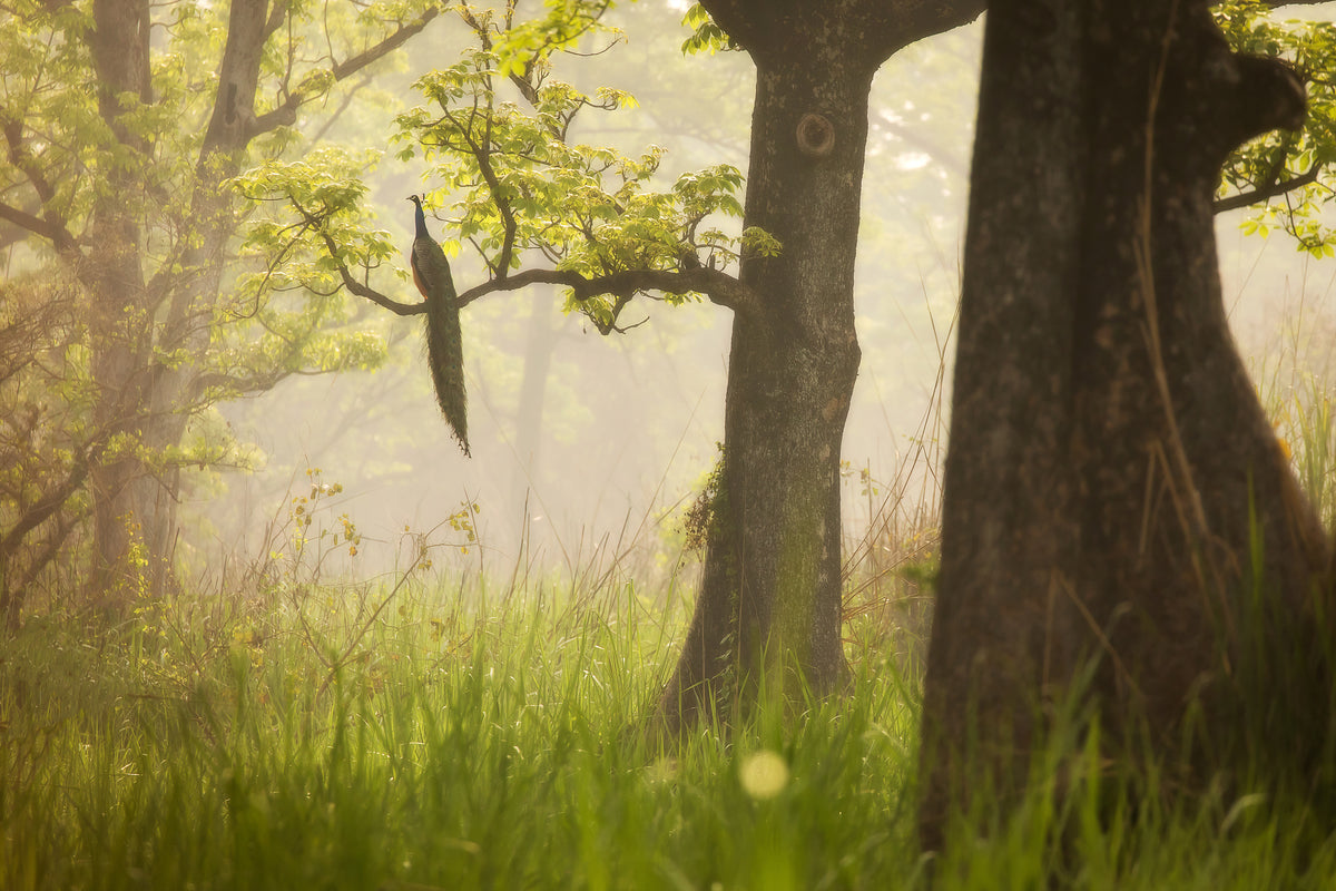 photo-wallpaper-peacock-in-misty-forest