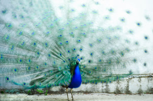 photo-wallpaper-vibrant-peacock-display