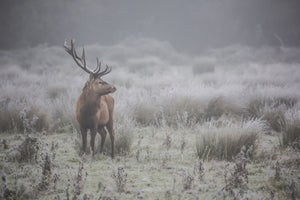 photo-wallpaper-stag-in-frosty-fog