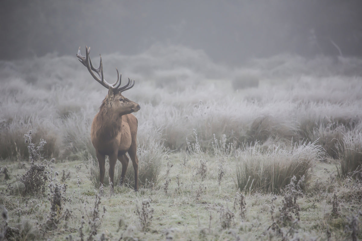 photo-wallpaper-stag-in-frosty-fog