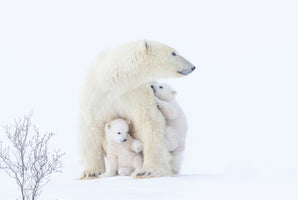 photo-wallpaper-polar-bear-mother-and-cubs