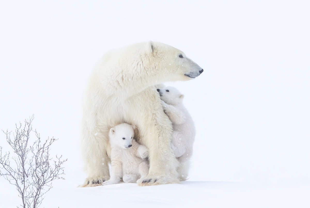 photo-wallpaper-polar-bear-mother-and-cubs