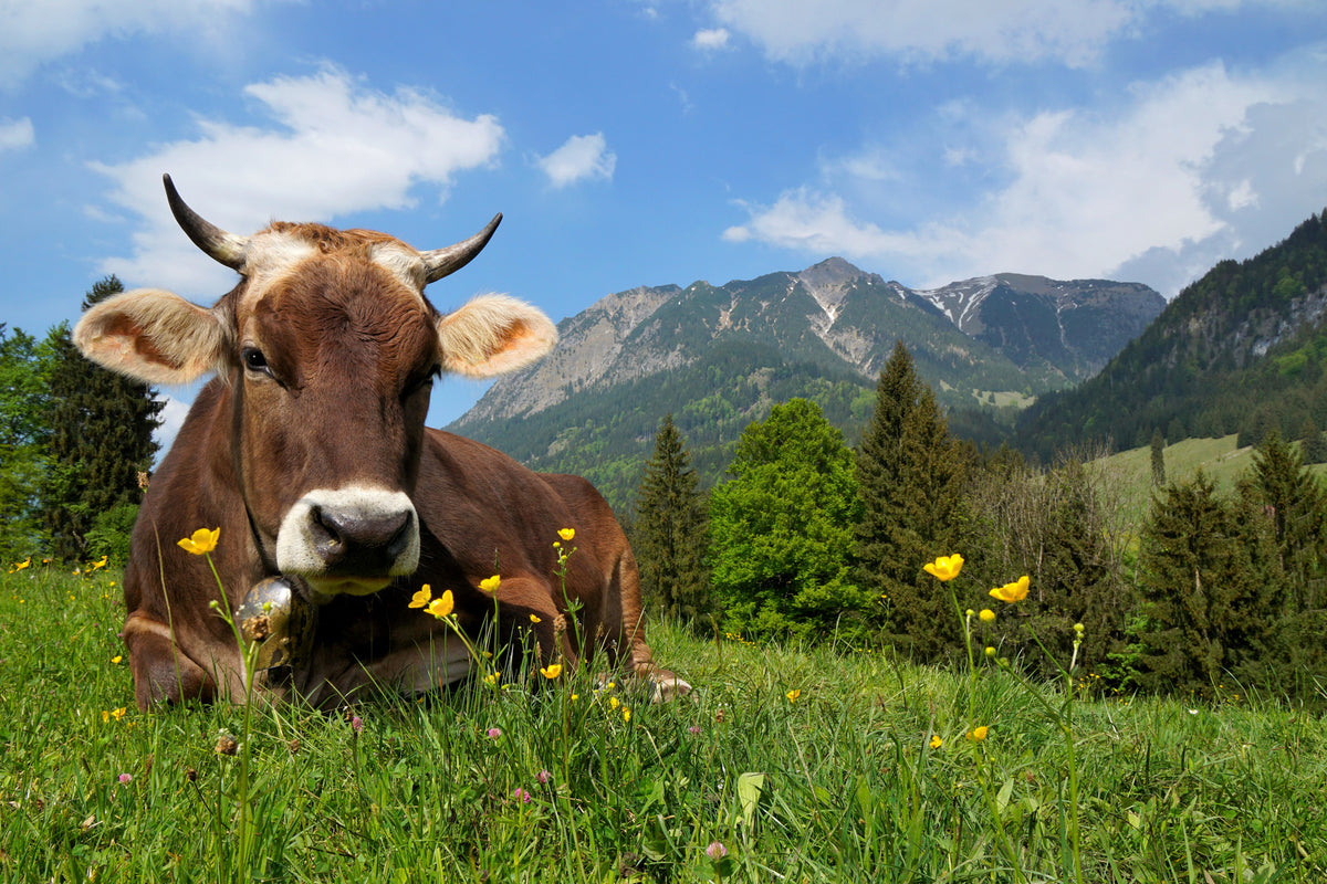 photo-wallpaper-cow-lying-in-grass-on-alpine-pasture-bavaria