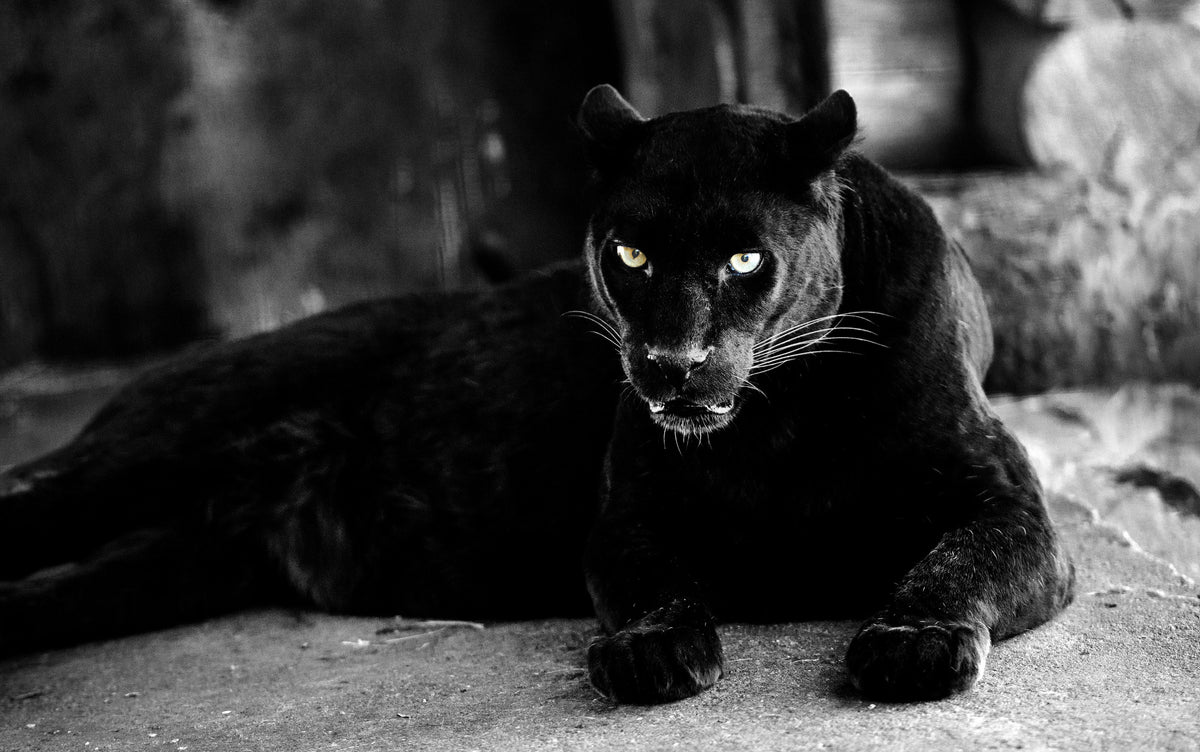 photo-wallpaper-large-black-panther