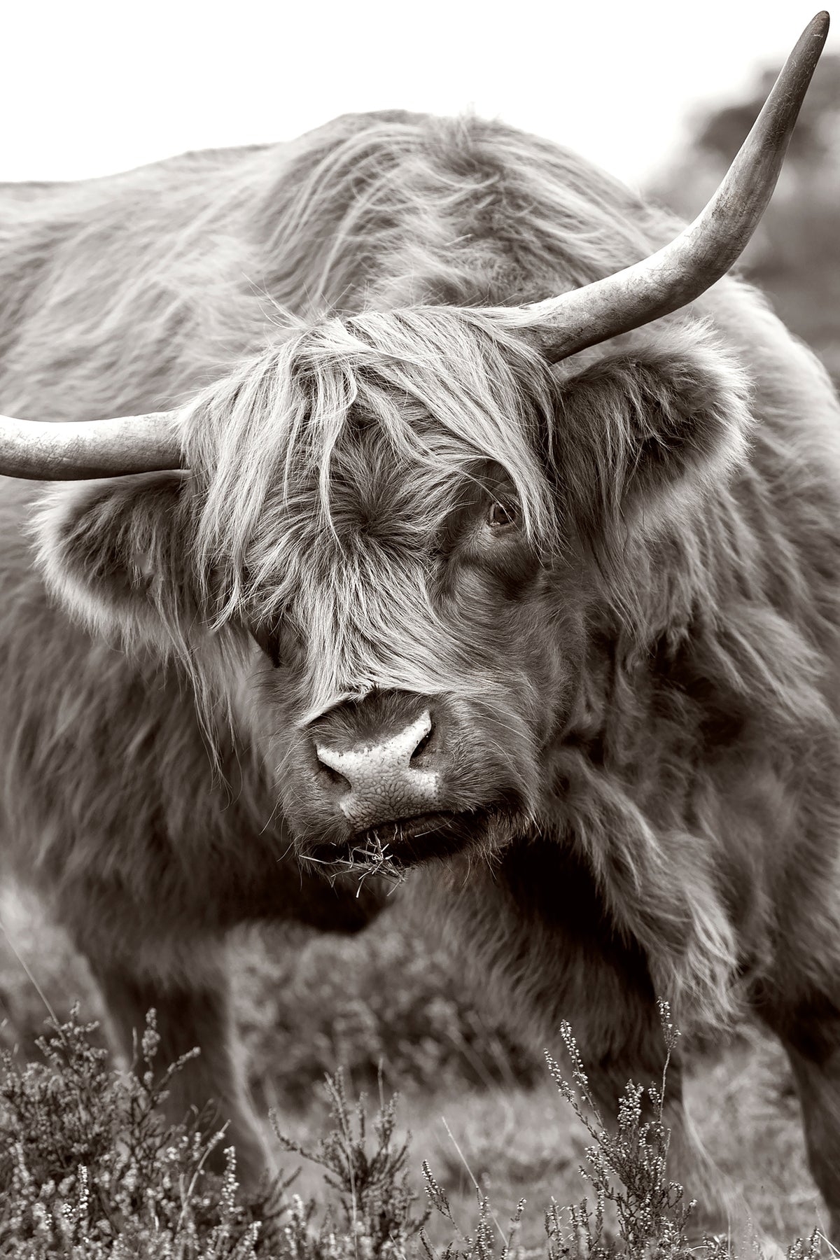 photo-wallpaper-the-bull-x