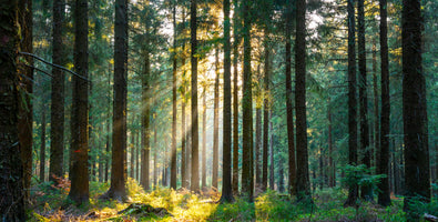 photo-wallpaper-silent-forest-in-spring-with-beautiful-bright-sun-rays-2