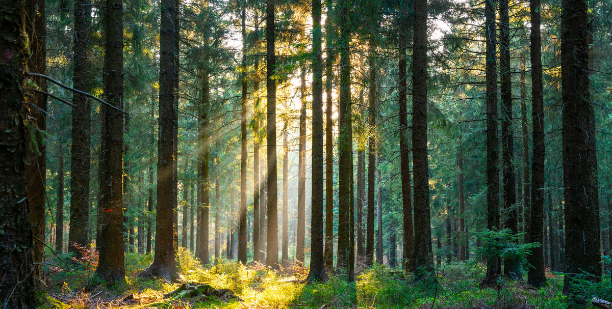 photo-wallpaper-silent-forest-in-spring-with-beautiful-bright-sun-rays-2