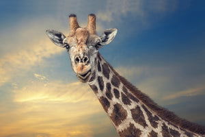 photo-wallpaper-the-friendly-giant