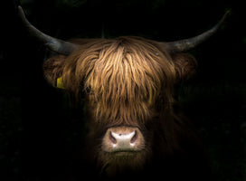 photo-wallpaper-fur-horn-and-pride