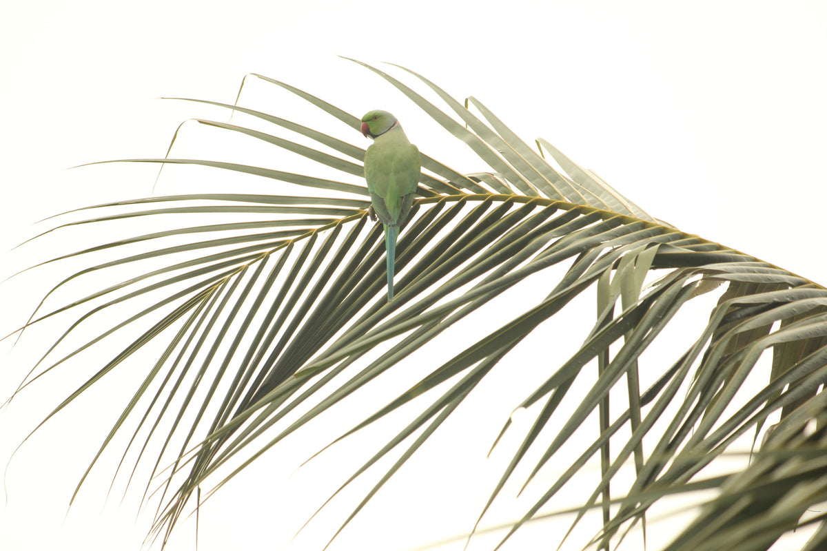 photo-wallpaper-green-parrot-palm-leaf