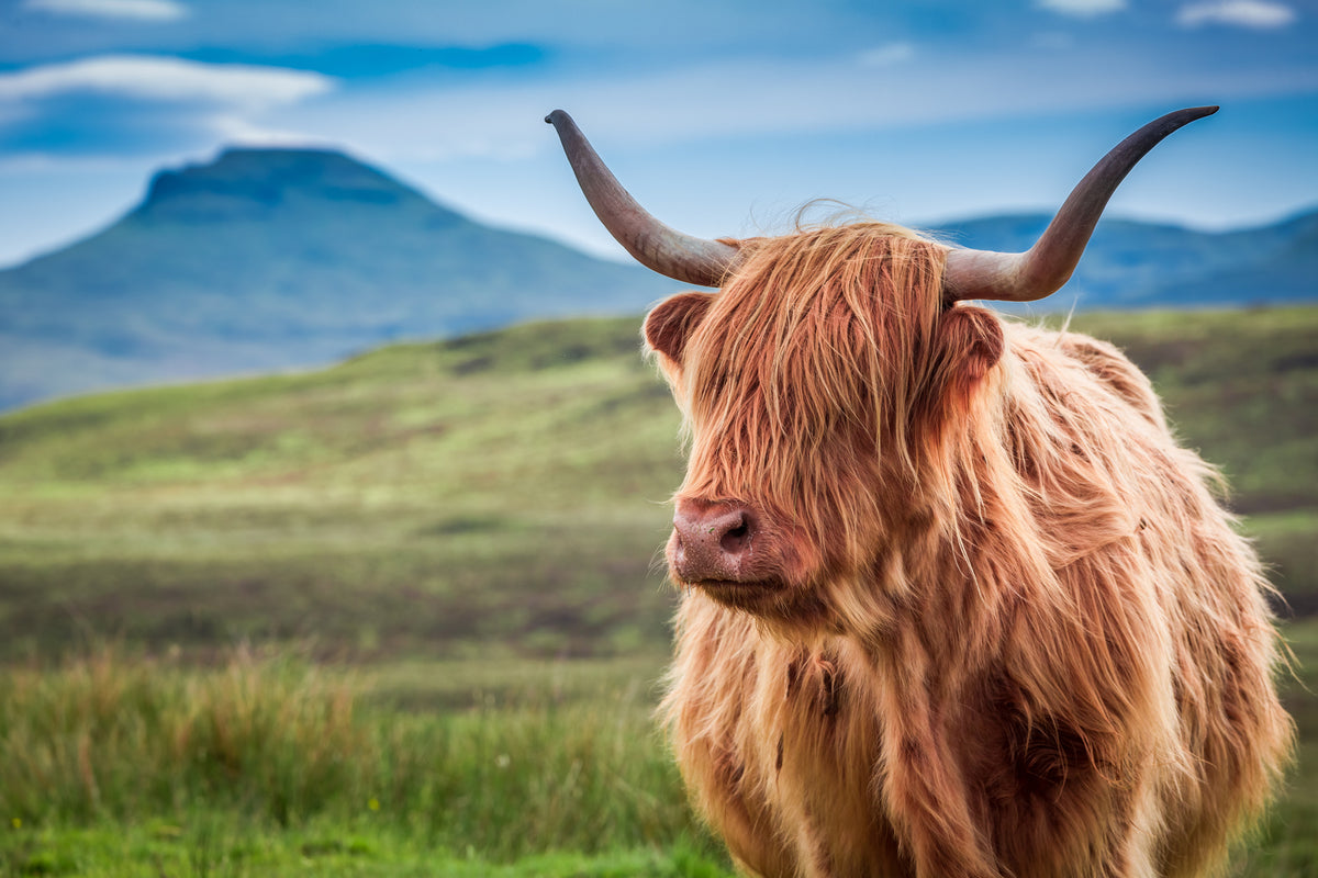 photo-wallpaper-furry-highland-cow-in-isle-of-skye-scotland