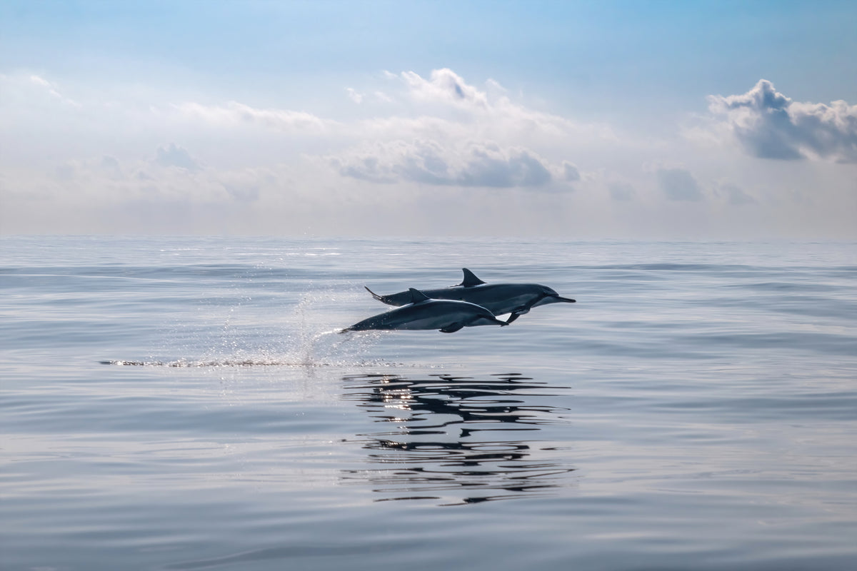 photo-wallpaper-dolphins-leaping-ocean