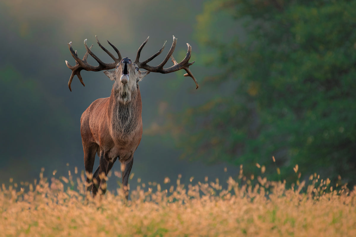 photo-wallpaper-deer-wedding-song-x
