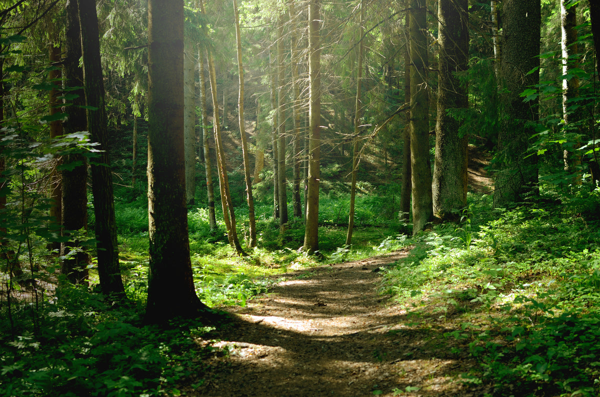 photo-wallpaper-summer-sunny-forest