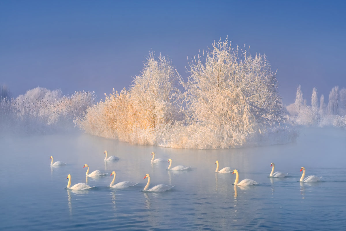 photo-wallpaper-swan-lake-xge