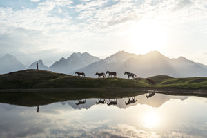 photo-wallpaper-horses-mountain-lake-reflection