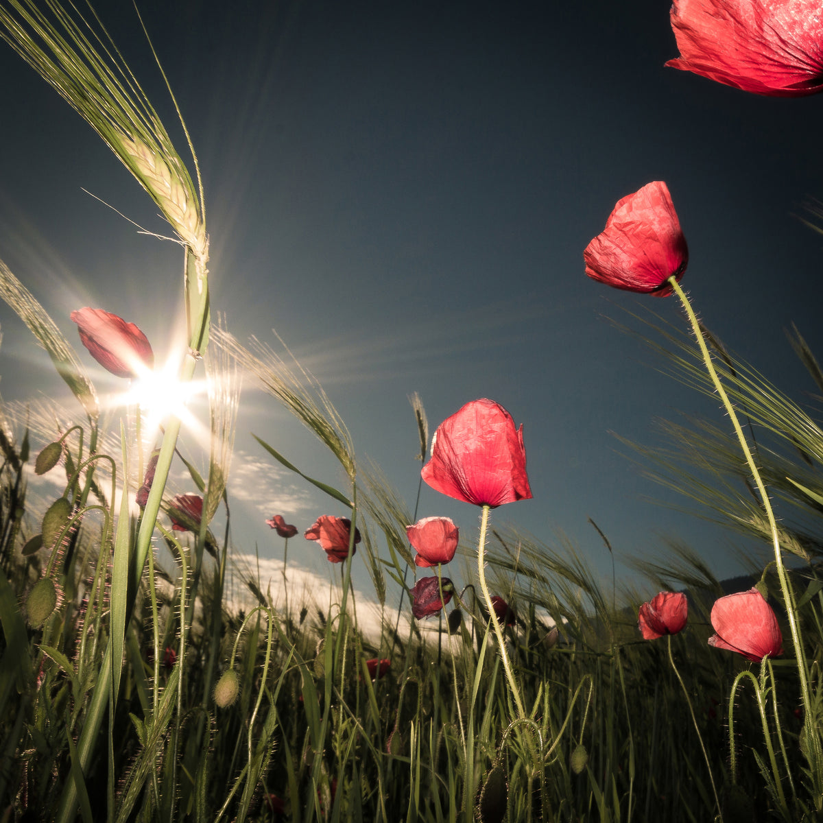 photo-wallpaper-summer-is-here-x