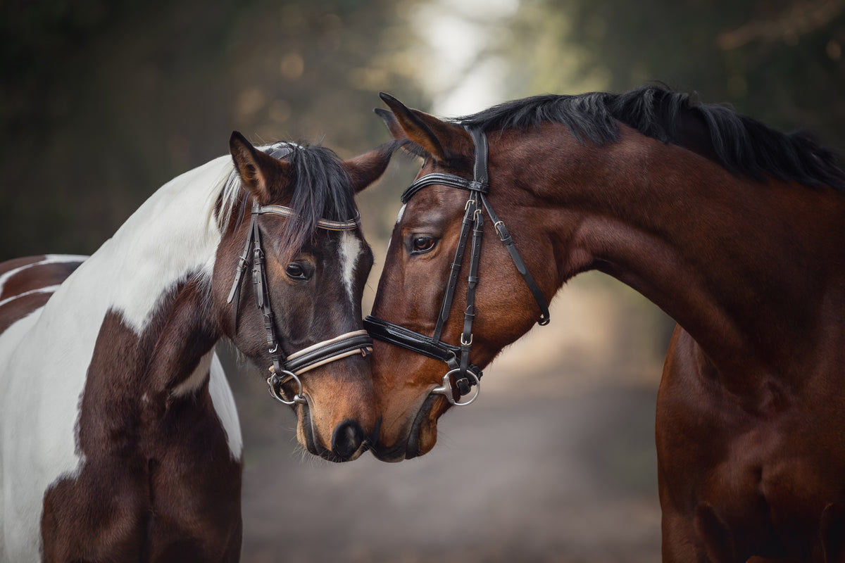 photo-wallpaper-two-horses-nose-to-nose-on-a-woodland-path-in-warm-light