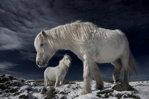 photo-wallpaper-partners-x