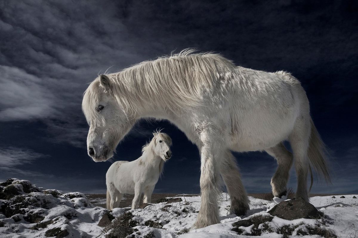 photo-wallpaper-partners-x
