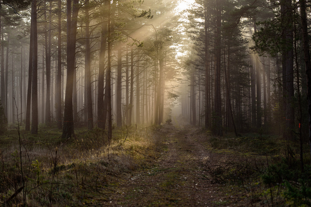 photo-wallpaper-in-the-woods-the-early-morning-sun-with-its-warm-sunlight
