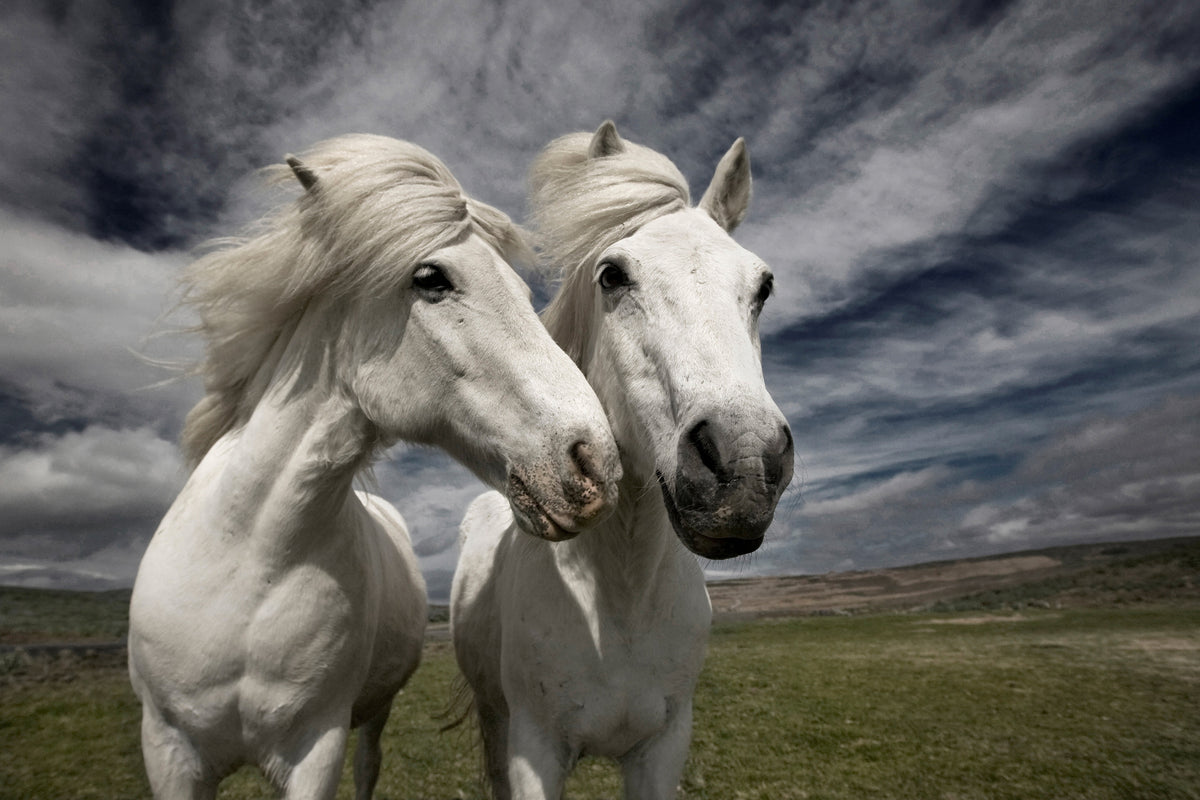 photo-wallpaper-inseparables-x