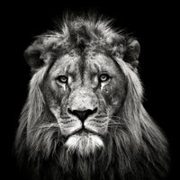 photo-wallpaper-young-male-lion-x