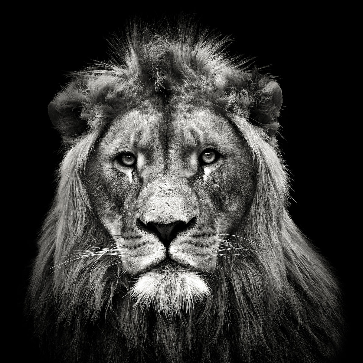 photo-wallpaper-young-male-lion-x