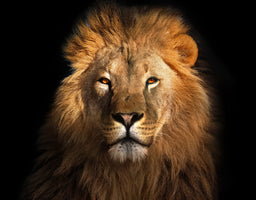 photo-wallpaper-lion-king-isolated-on-black